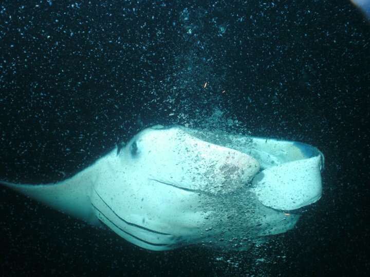 Image of Coastal Manta Ray