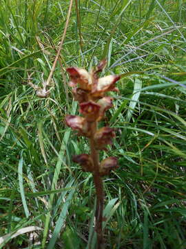 Image of Orobanche gracilis Sm.