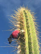 Image of Pilosocereus curtisii