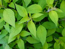 Image of pineapple sage