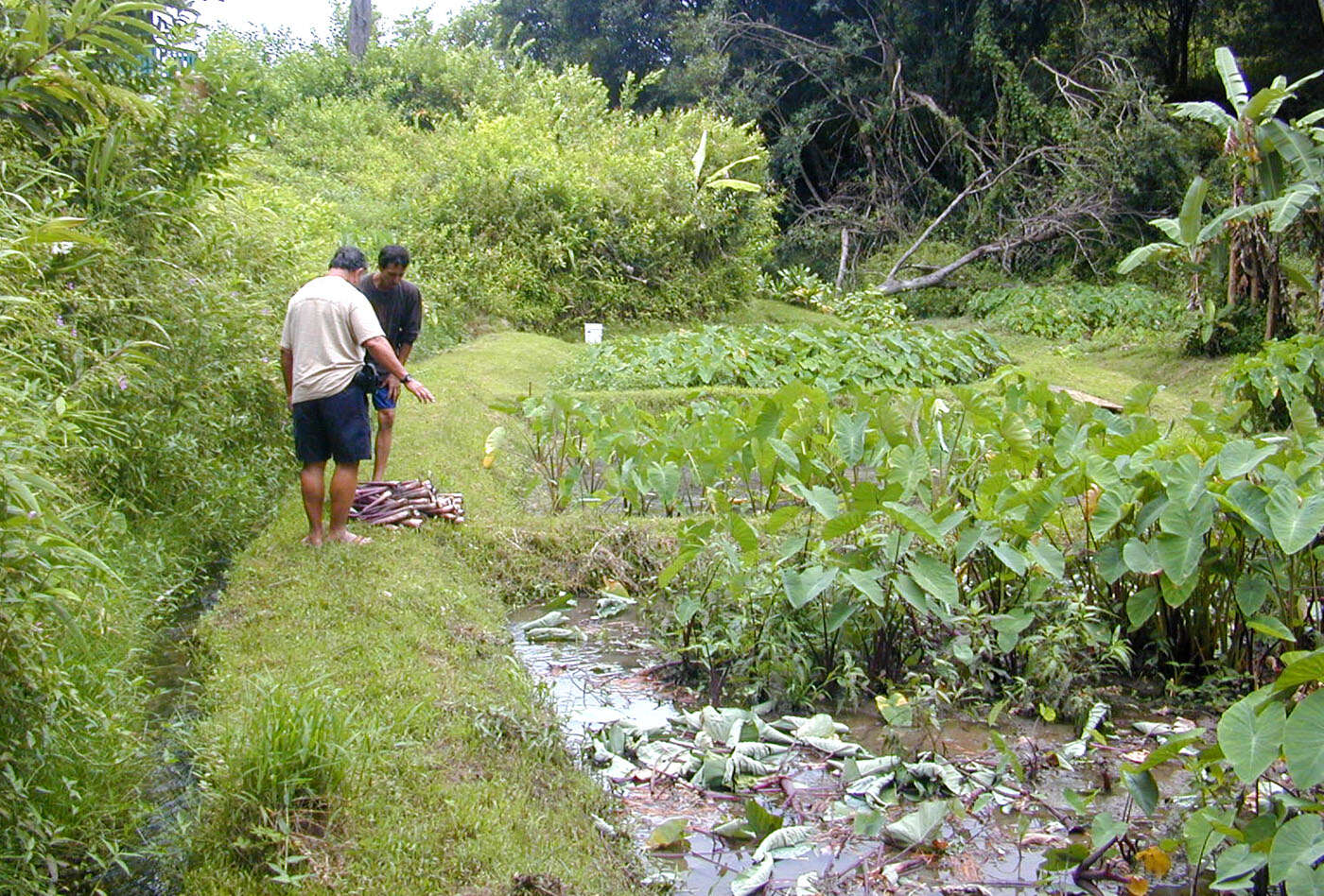 Image of Wild Taro