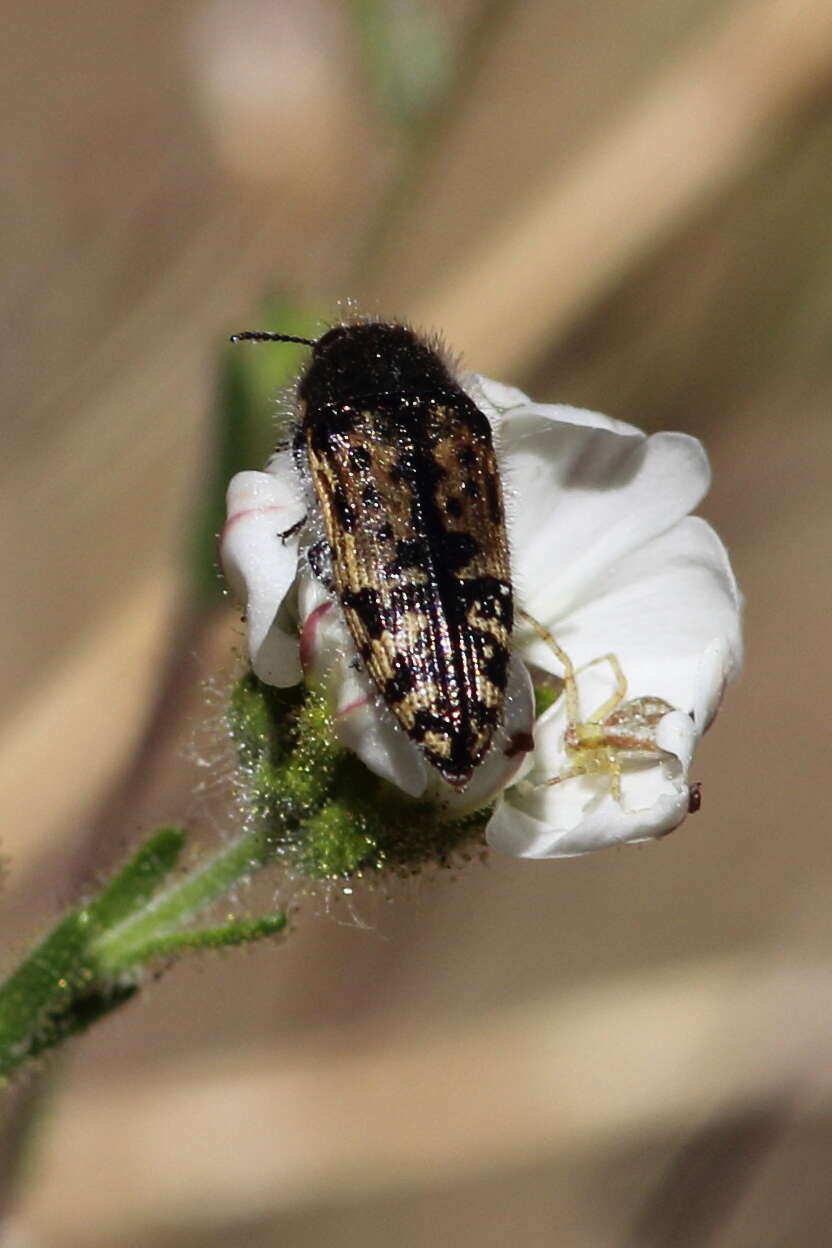 Imagem de Acmaeodera hepburnii Le Conte 1860