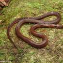 Image of Ceylon Keelback