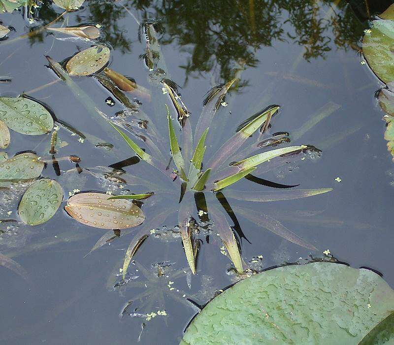 Image of water soldiers