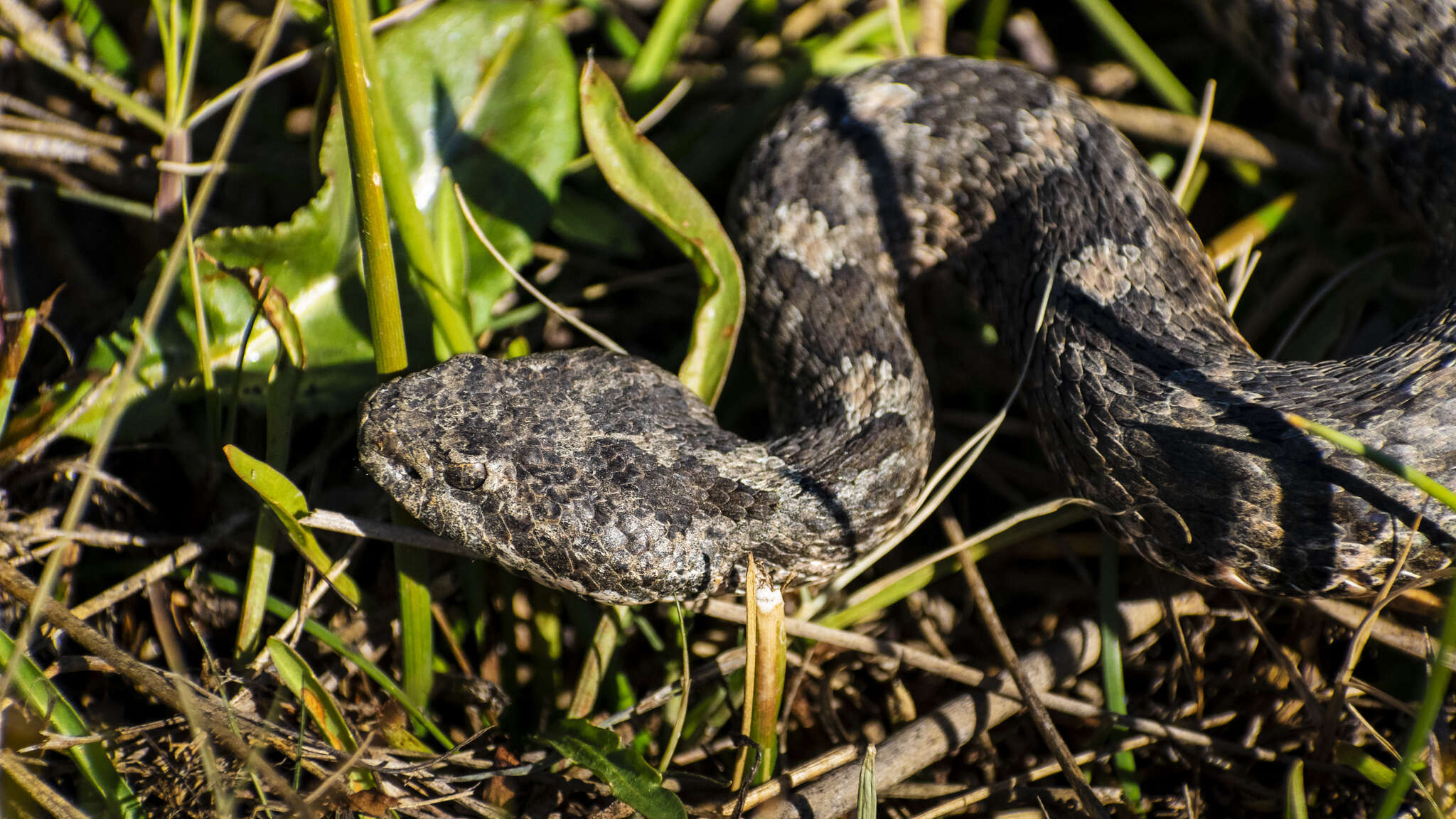 Image of Querétaro dusky rattlesnake