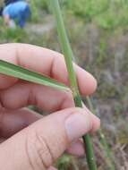 Image of Lopsided Indian Grass