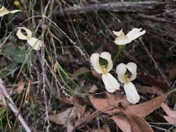 Image de Stylidium schoenoides DC.