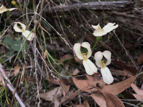 Image of Stylidium schoenoides DC.