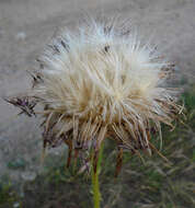 Image of Milk thistle