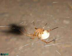 Latrodectus pallidus O. Pickard-Cambridge 1872的圖片