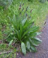 Image of Ribwort Plantain