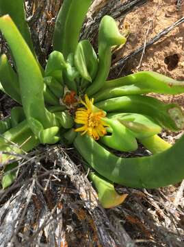 Image of Glottiphyllum depressum (Haw.) N. E. Br.