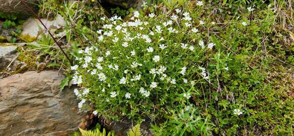 صورة Cerastium morrisonense Hayata