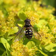 Image of Dasysyrphus venustus (Meigen 1822)