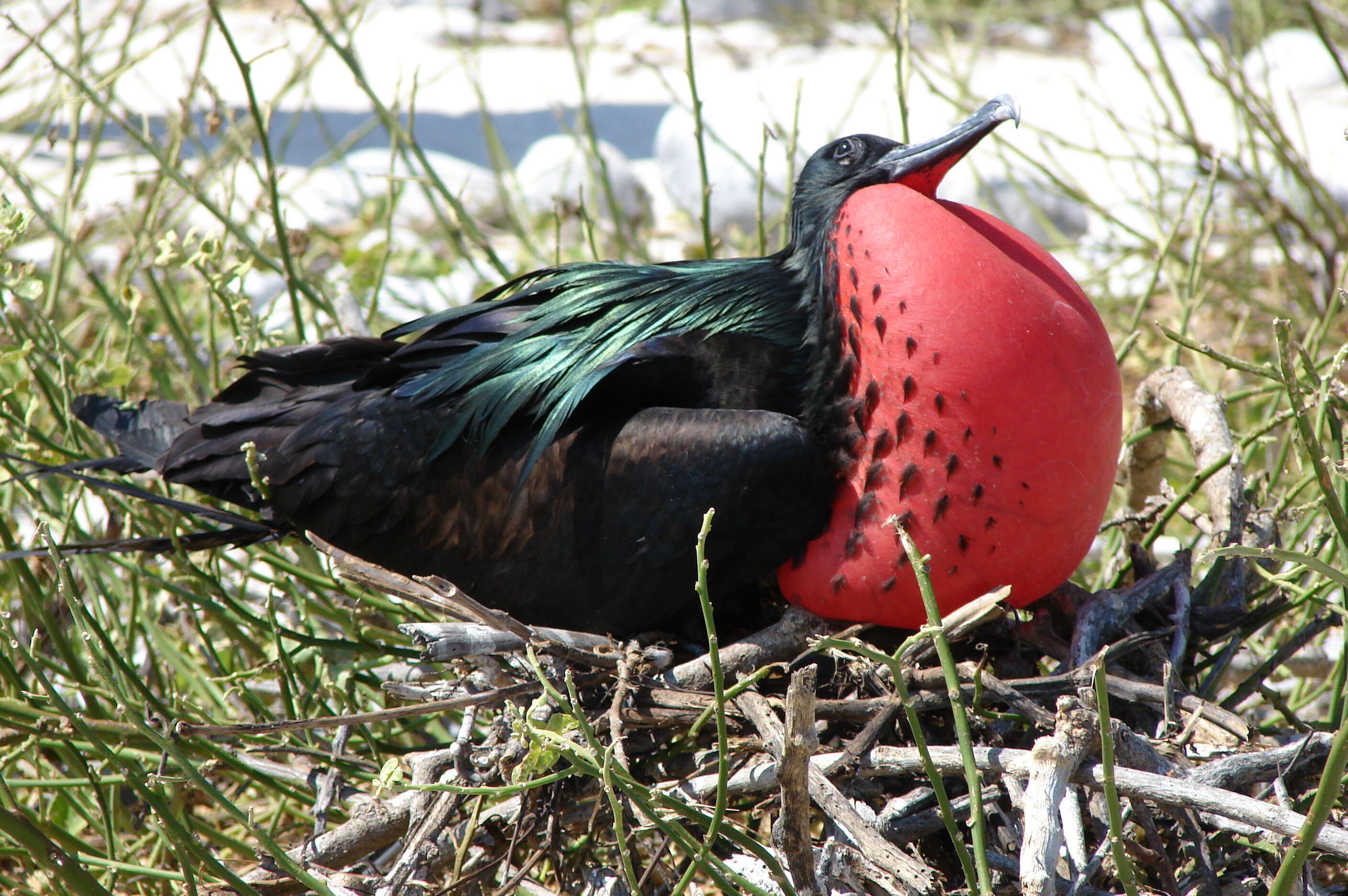 Image of Great Frigatebird