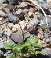 Image of Reveal's buckwheat