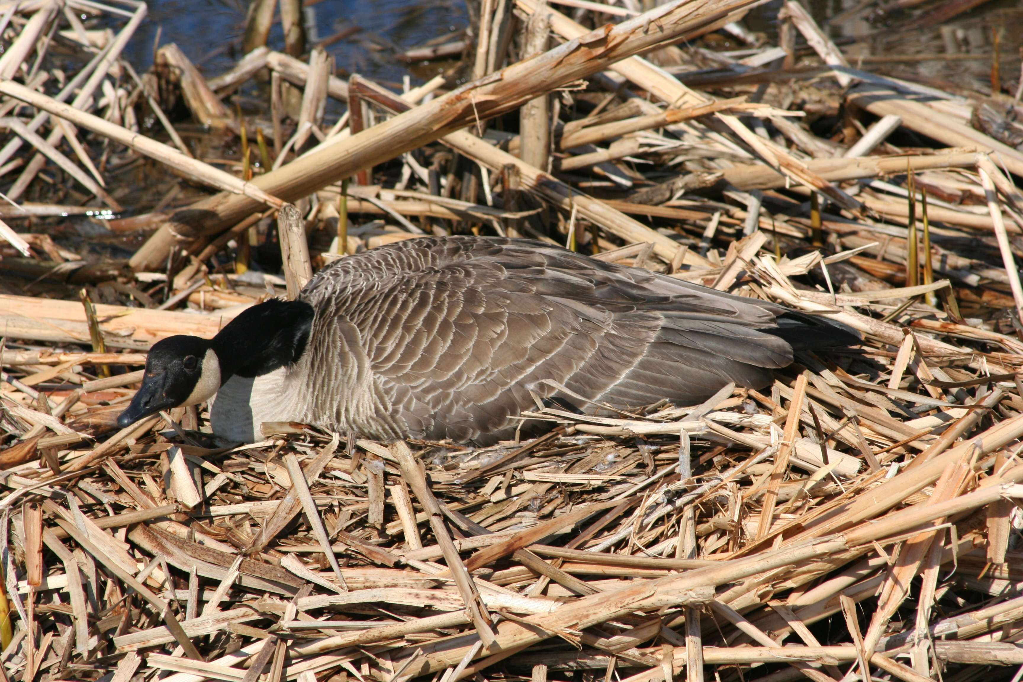 Image of Hawaiian goose