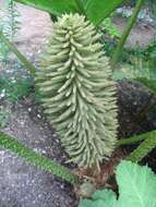 Image of giant rhubarb