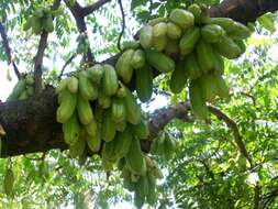 Image of bilimbi