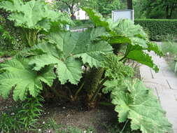 Image of giant rhubarb