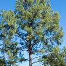 Imagem de Pinus maximinoi H. E. Moore