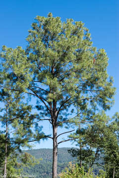 Image of Thin-leaf Pine