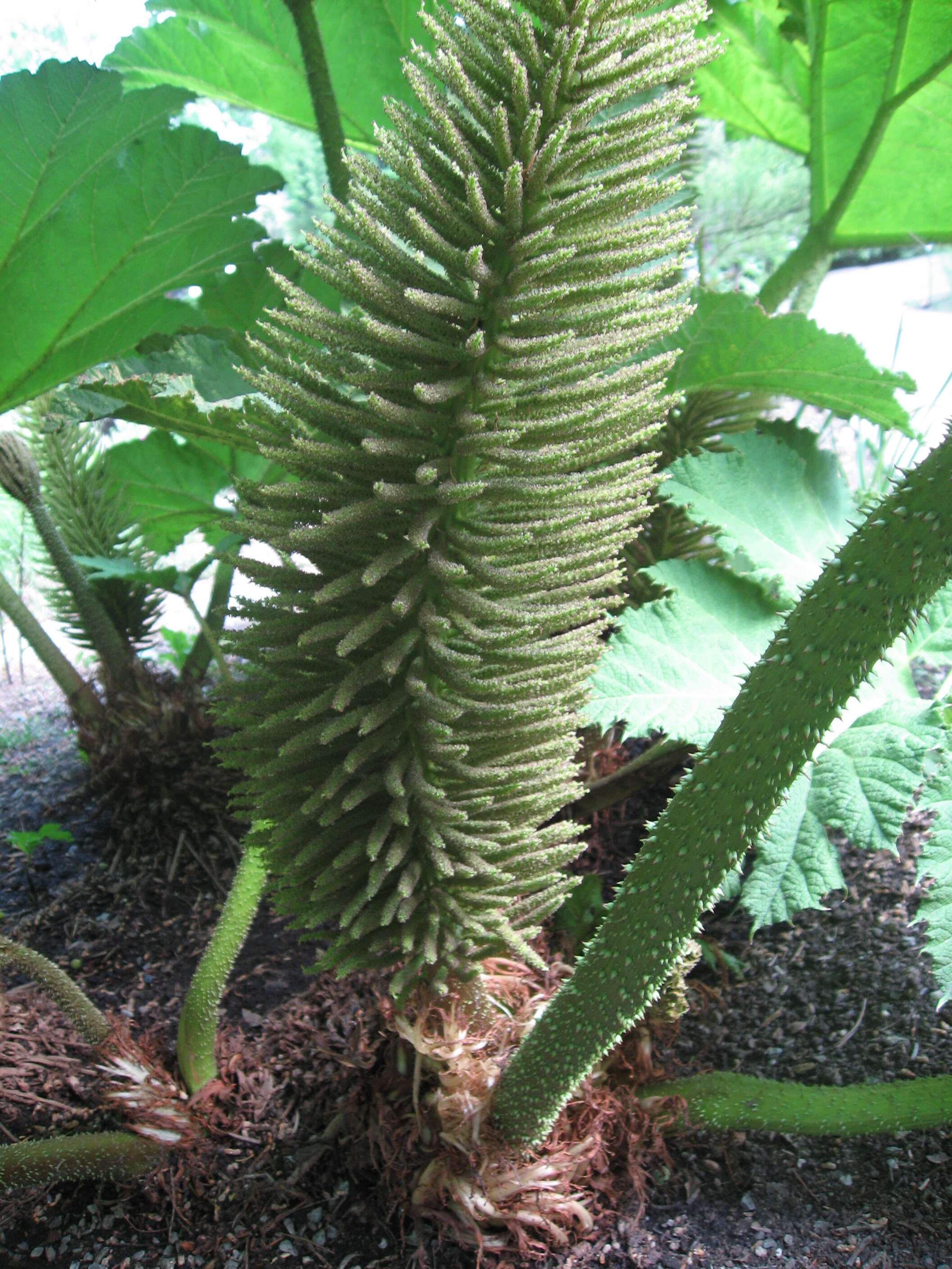 Image of giant rhubarb