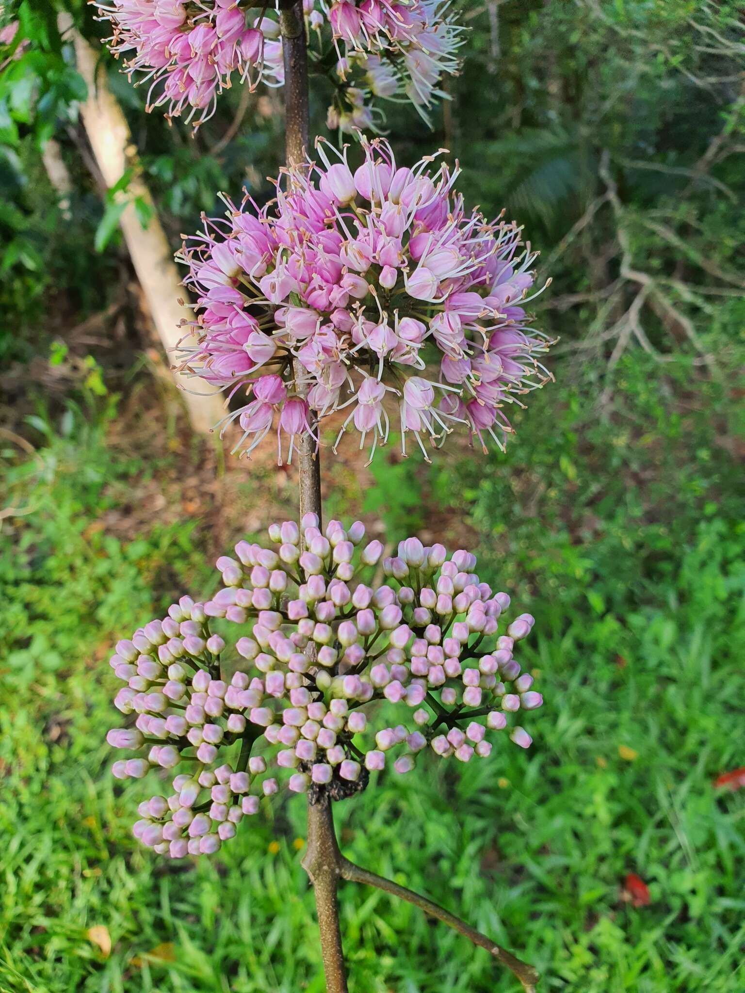 Imagem de Melicope elleryana (F. Müll.) T. G. Hartley