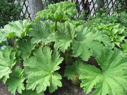 Image of giant rhubarb