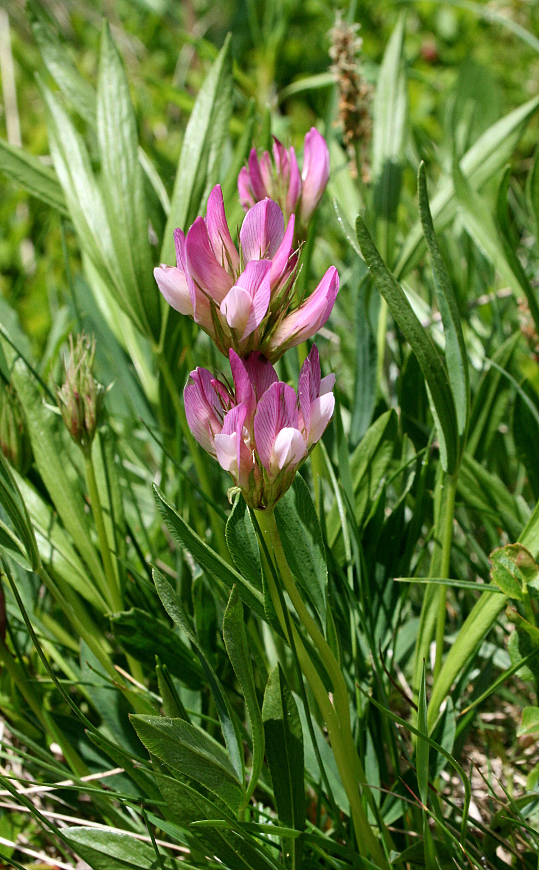 Image of alpine clover