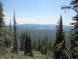 Image of Mountain Hemlock