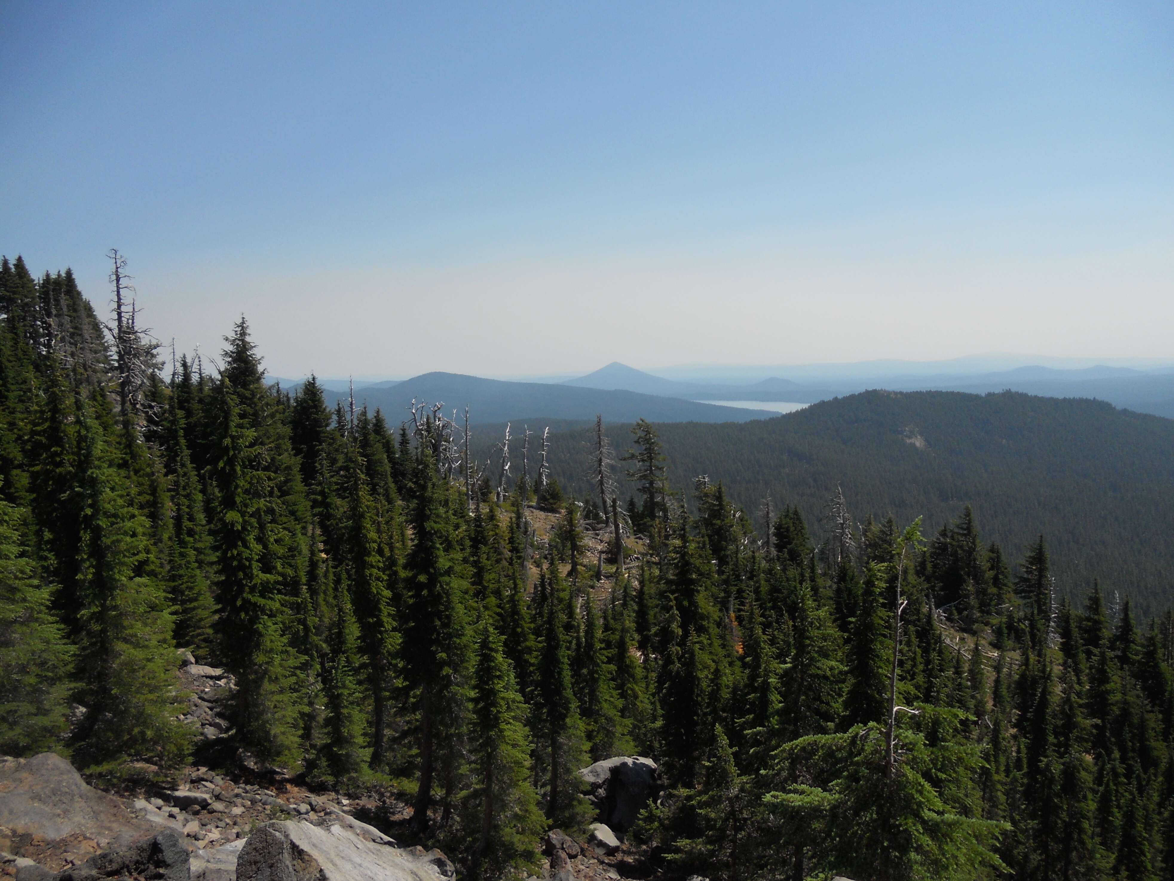 Image of Mountain Hemlock