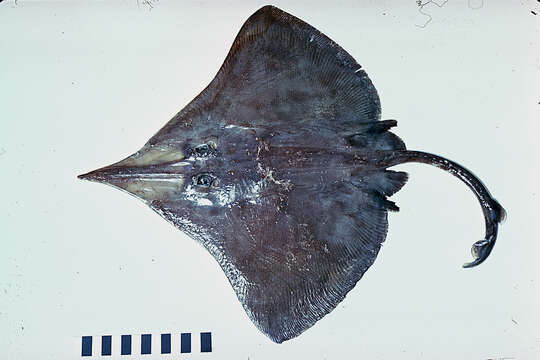 Image of Bight skate