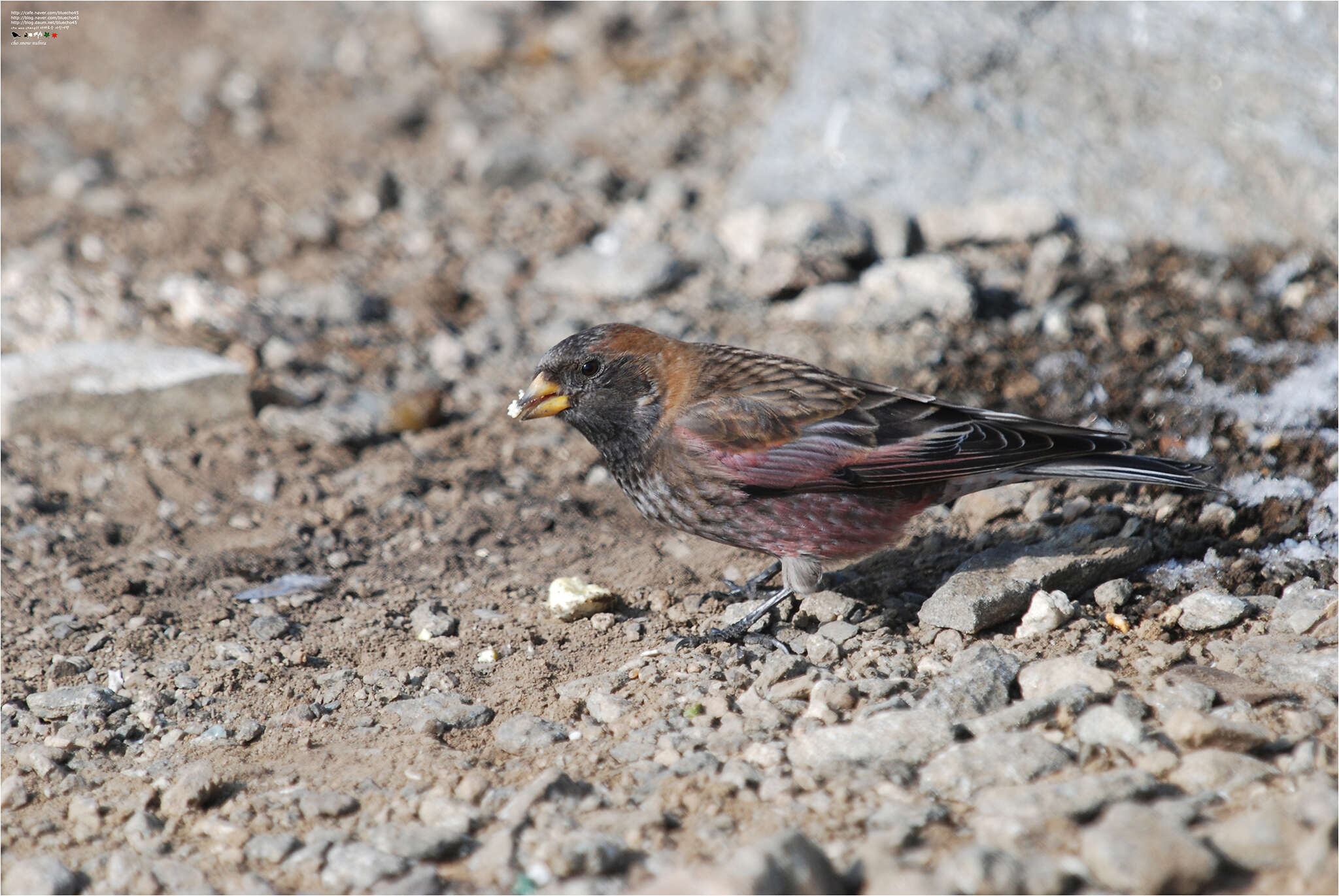 Image of Asian Rosy Finch