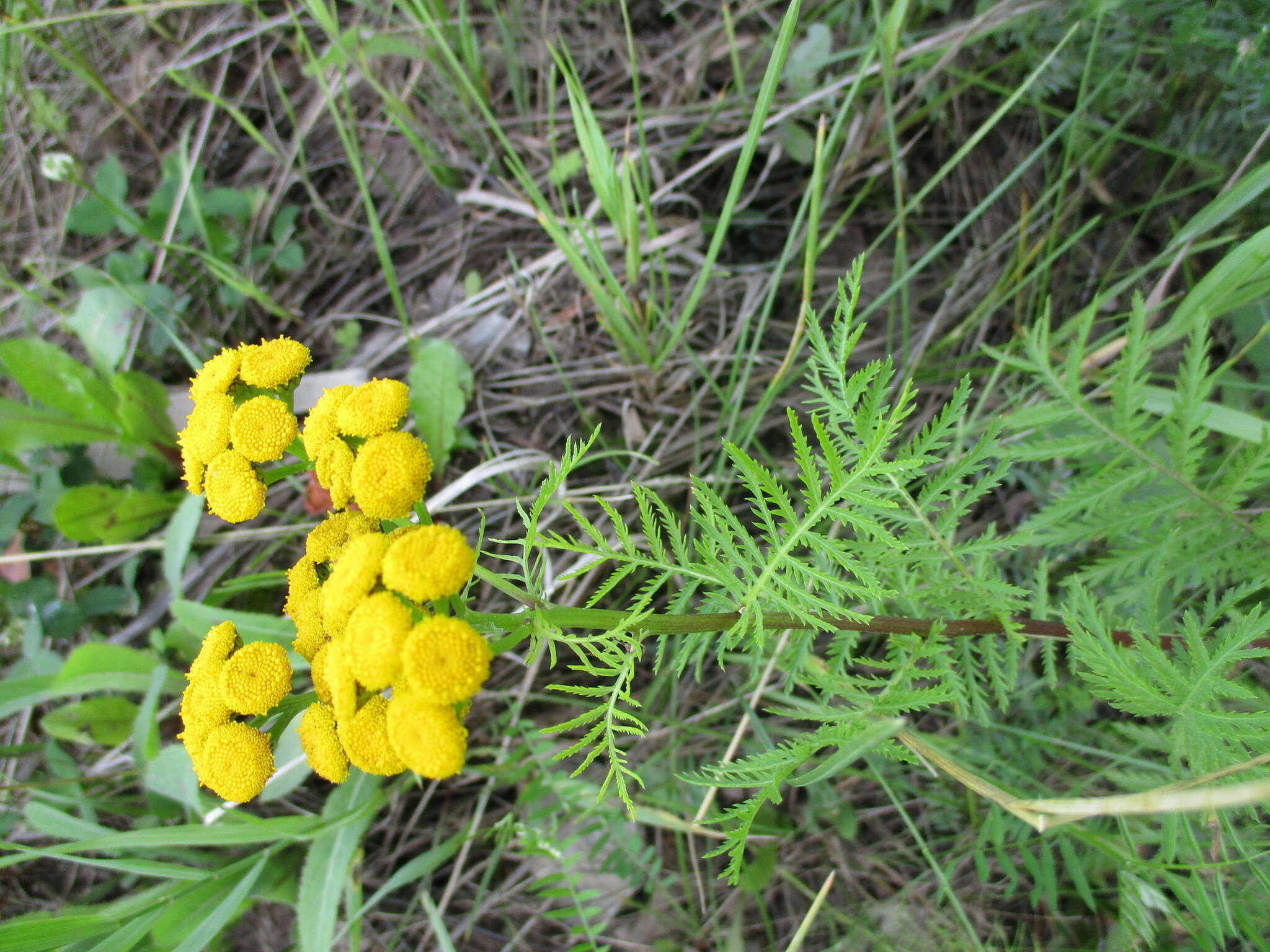 Image of Tanacetum vulgare subsp. boreale (Fisch. ex DC.) A 1975