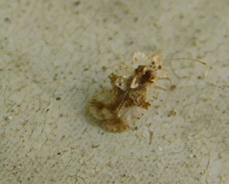 Image of azalea lace bug