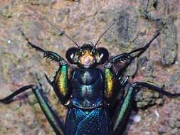 Image of Iridescent bark mantis