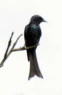 Image of Black Drongo