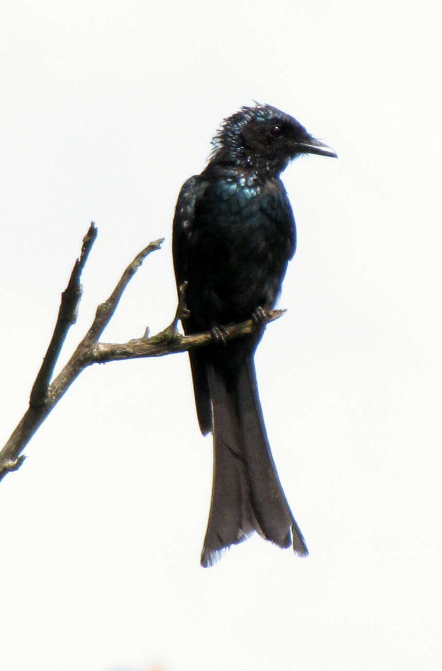 Image of Black Drongo