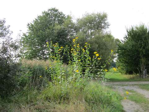 Image of Jerusalem artichoke