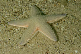 Image of Astropecten irregularis pontoporeus Sladen 1883