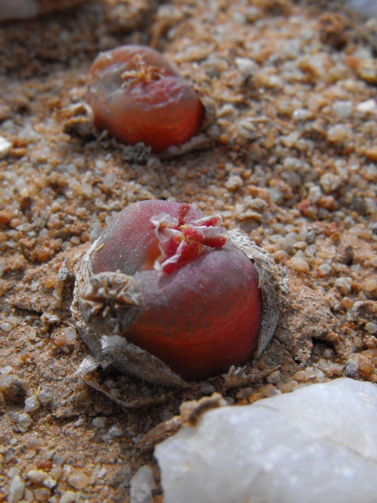 Image of Conophytum maughanii subsp. latum (Tisch.) S. A. Hammer