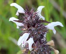 Image of basil beebalm