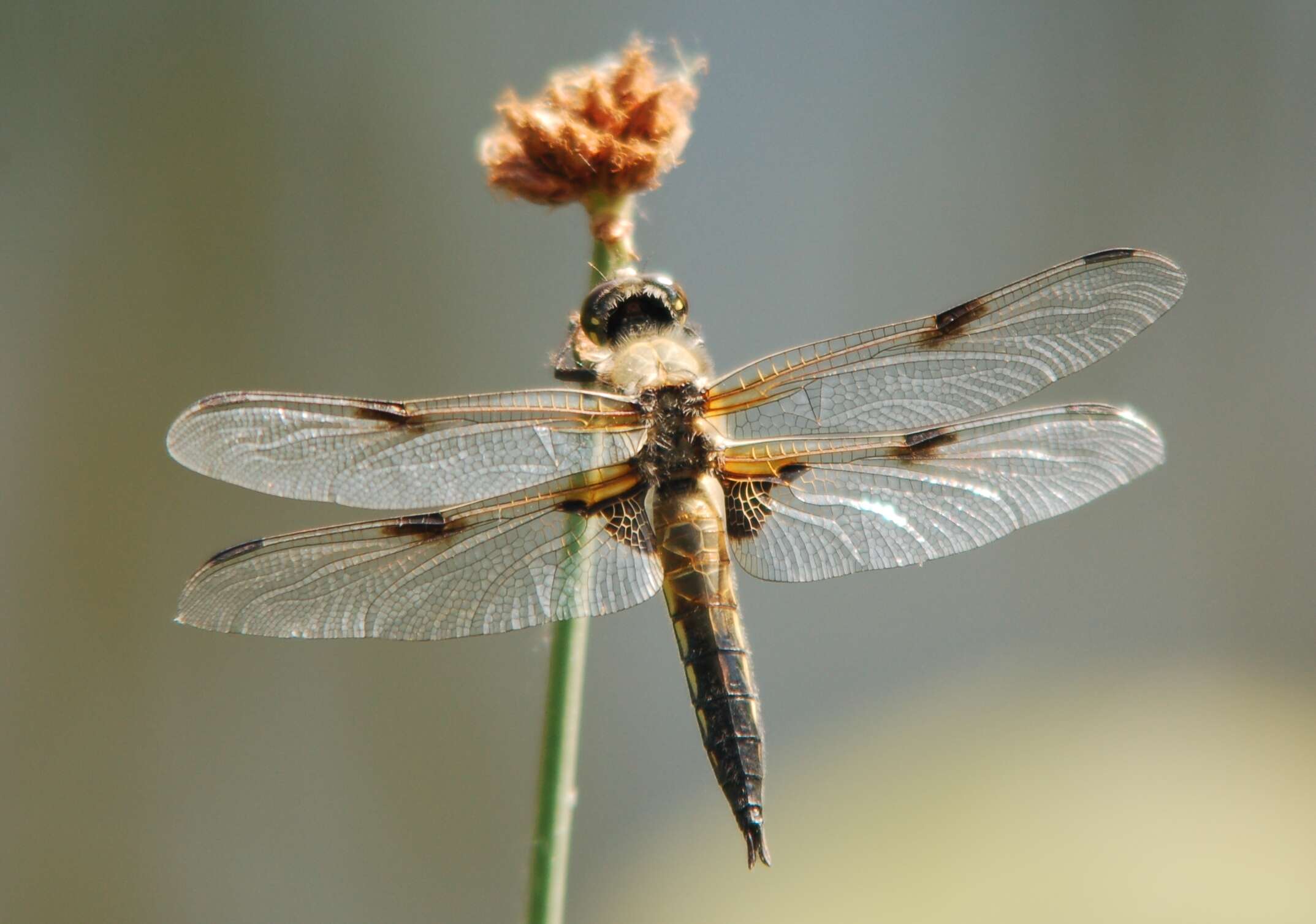 Image of Four-spotted Chaser