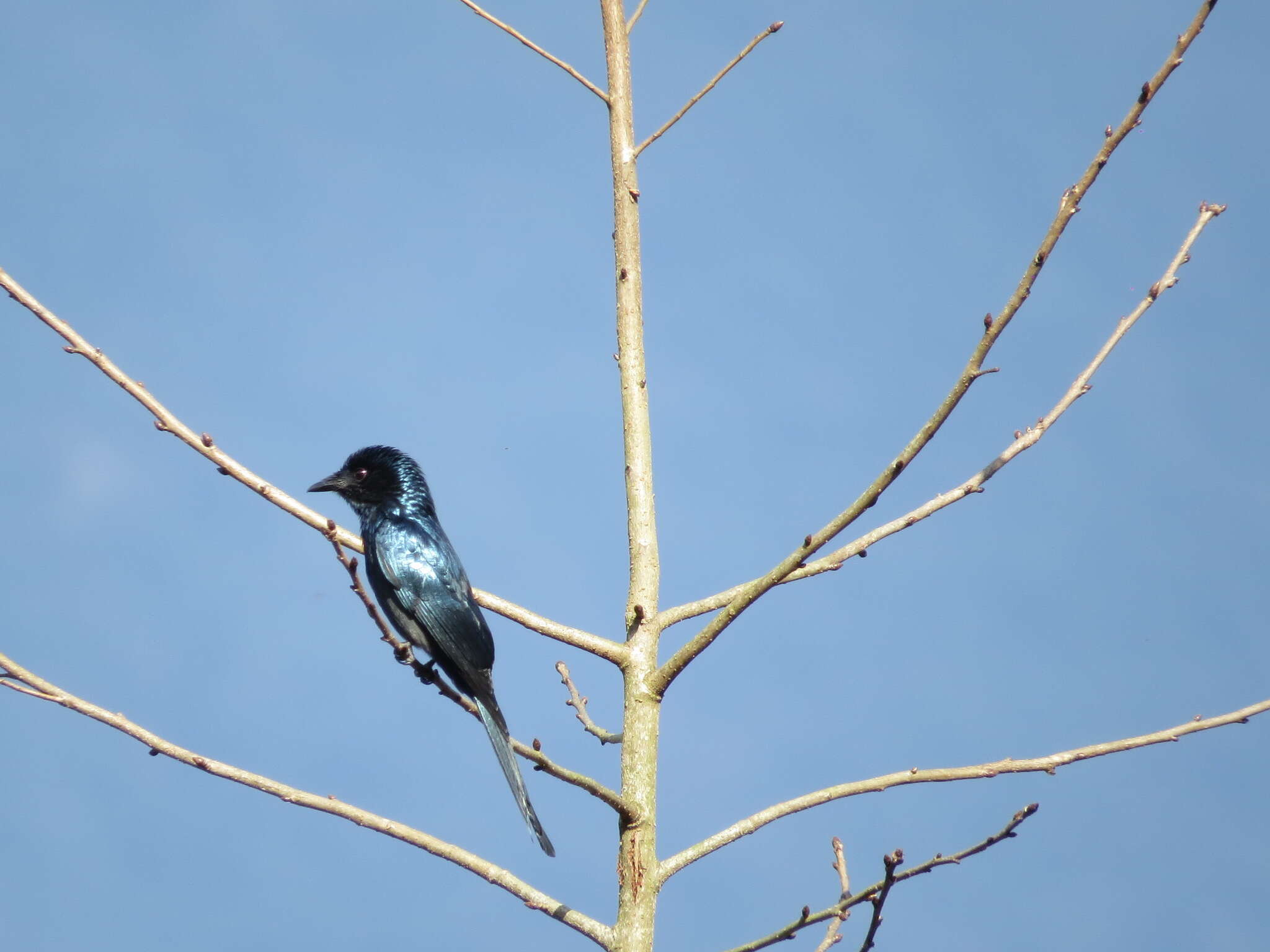 Image de Drongo bronzé