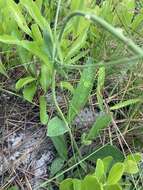 Слика од Verbena carnea Medik.