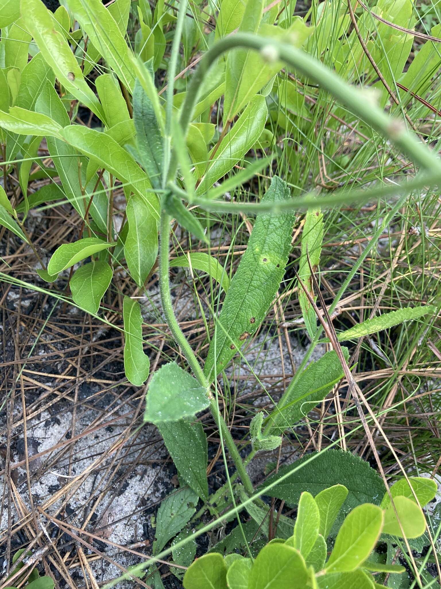 Image of Carolina false vervain