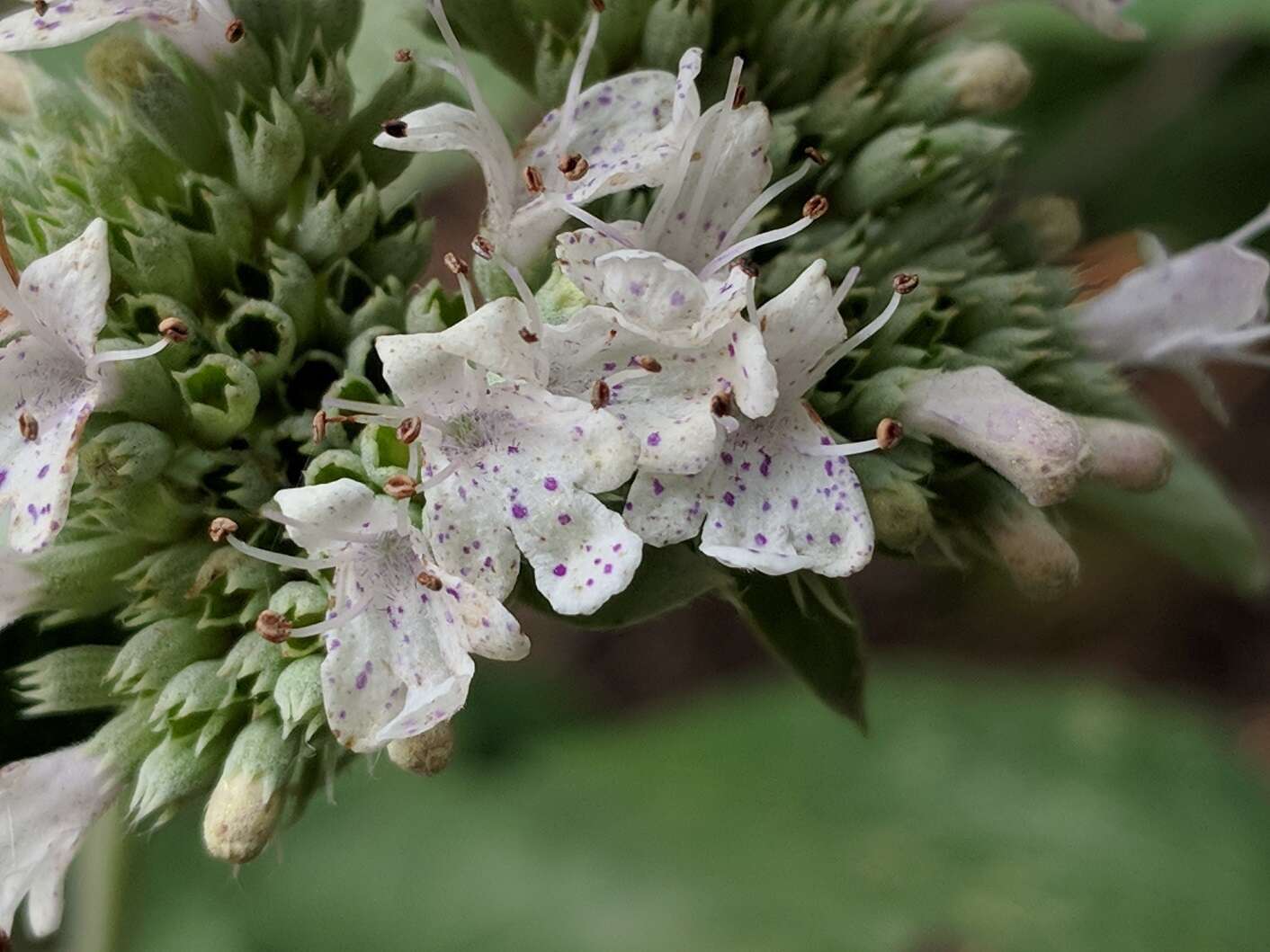 Image of hoary mountainmint