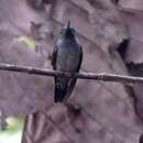 Image of Blue-chested Hummingbird