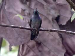 Image of Blue-chested Hummingbird